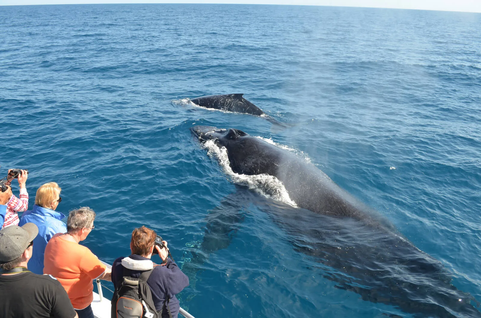 Miches Whales Watching Half Day Experience - Media Luna (Half-Moon). - Image 11