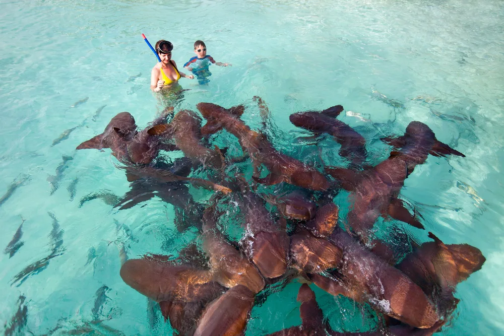 Four Adventures: Parasailing, Snorkeling Cruise, Sharks & Rays in Natural Pools from Punta Cana - Image 8