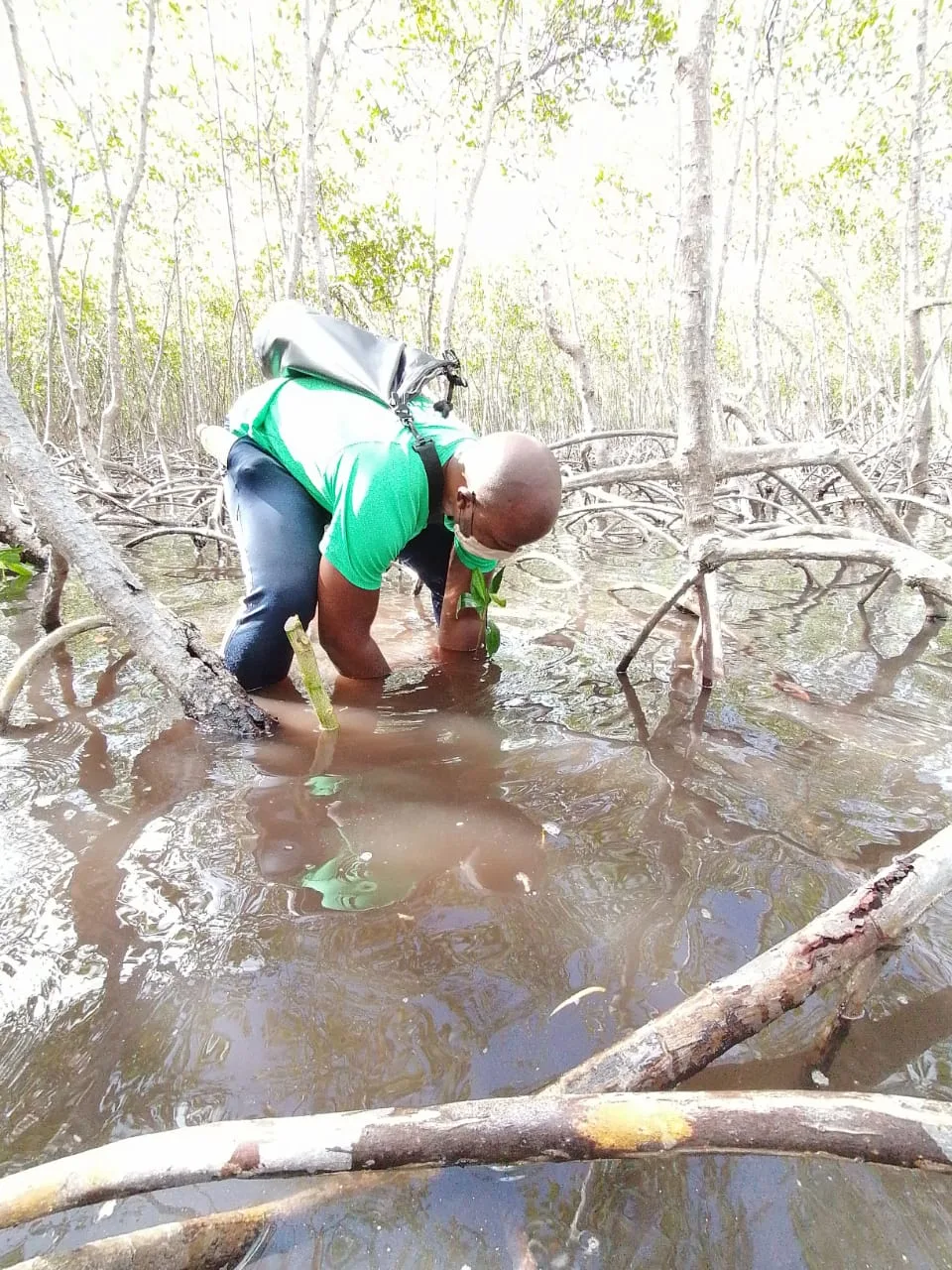 Mangroves Reforestation in Los Haitises With Locals on Kayak 25 Mangroves Reforestation in Los Haitises With Locals on Kayak - Image 25