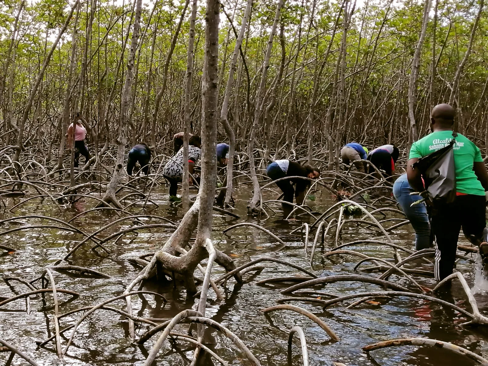 Mangroves Reforestation in Los Haitises With Locals on Kayak 23 Mangroves Reforestation in Los Haitises With Locals on Kayak - Image 23