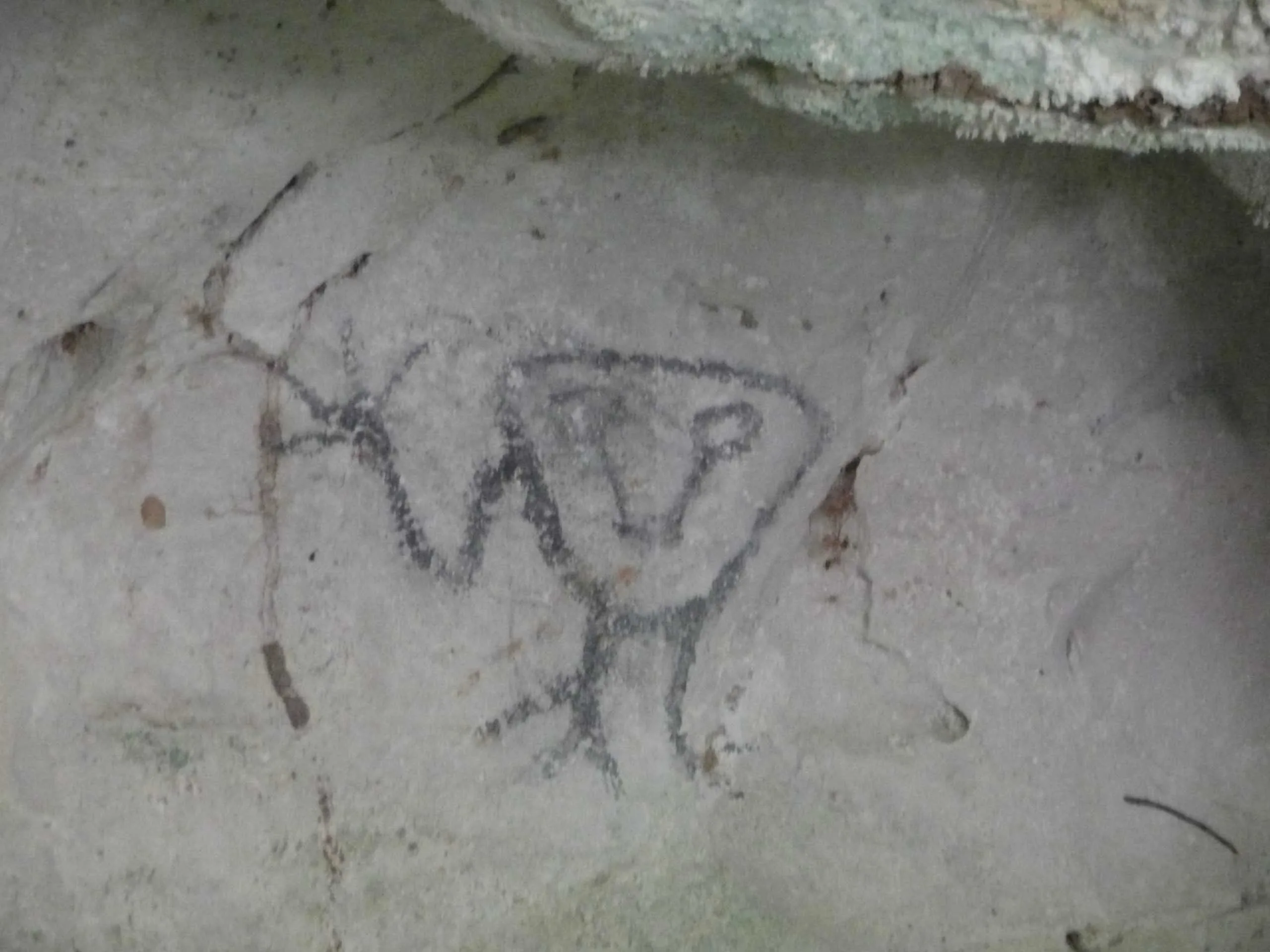 Taino's Canoe in Los Haitises National Park - Image 23